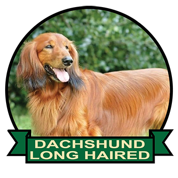 (image for) Dachshund - Long Haired (DACH062)